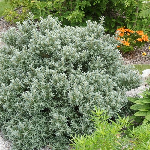 Hippophae rhamnoides 'Hikul' - Harilik astelpaju 'Hikul' C1/1L